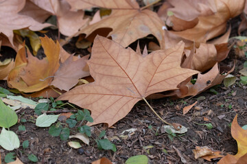 Autumn Concept, Dreid maple leaves on the ground