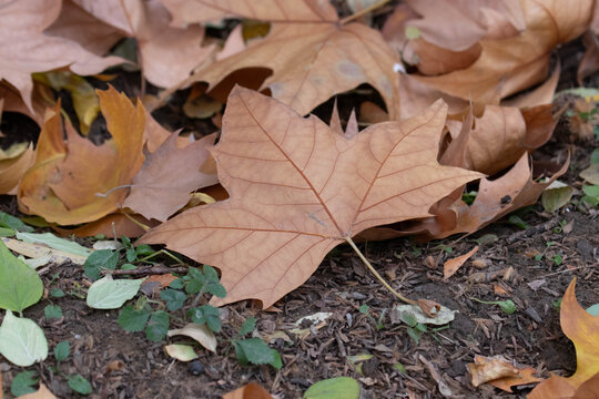 Autumn Concept, Dreid maple leaves on the ground