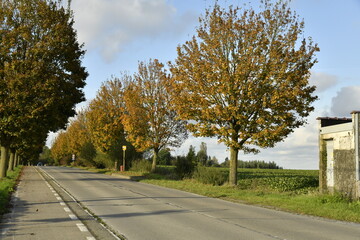 Les platanes le long d'une route en automne à Écaussinnes-d'Enghien (Soignies)