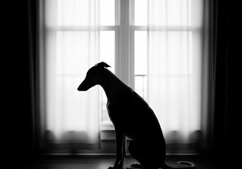 Dog Silhouette by Window in Black and White
