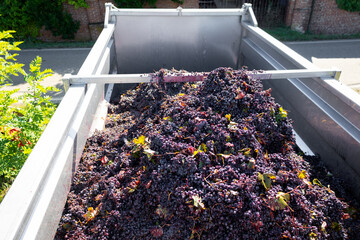 Harvested red grapes with leaves and stems heaped in a metal trailer, ready for transport from the vineyard to the winery for winemaking and grape processing
