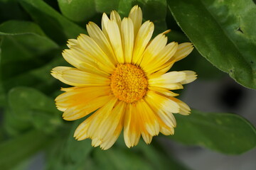 Calendula