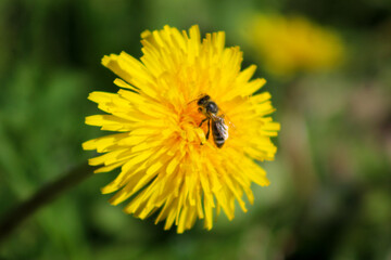Close-up of a bee collecting nectar from a vibrant yellow dandelion flower on a sunny day, with a soft green background.