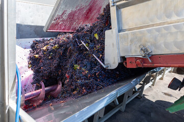 Harvested red wine grapes are being unloaded from a large metal container into a horizontal screw conveyor, beginning the winemaking process at a modern winery