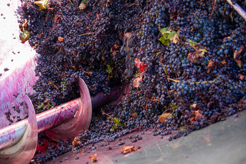Red wine grapes travel through an auger in a destemmer crusher, being crushed and moved toward fermentation tanks in a winery during harvest season