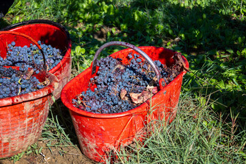 Red plastic buckets overflowing with freshly picked dark grapes, stems and leaves, set on green vineyard grass during autumn harvest, ready for winemaking