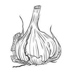 Monochrome botanical fragrant spice drawing of head of garlic isolated on white background. Graphic hand drawn ink black and white vector. Good for cooking, medicinal, tea, and garden beauty