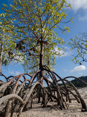 Red mangrove (rhizophora mucronata) plants and its aerial roots at low tide, Curieuse island, Seychelles