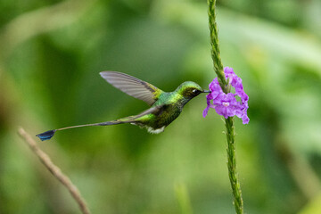 Vibrant long-tailed hummingbird in mid-flight feeding on a purple flower, captured in lush Ecuadorian rainforest.