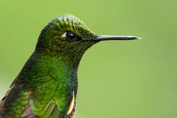 Detailed close-up of a green hummingbird showing shimmering iridescent feathers and sharp beak against blurred natural background.