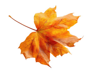 Fototapeta premium Single bright orange maple leaf on transparent background