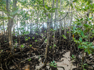 Red mangrove (rhizophora mucronata) plants and its aerial roots at low tide, Curieuse island, Seychelles