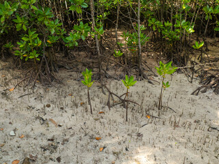 Red mangrove (rhizophora mucronata) plants and its aerial roots at low tide, Curieuse island, Seychelles