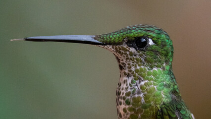 Detailed macro portrait of a green hummingbird with iridescent feathers and long beak, captured in Ecuadorian forest habitat.