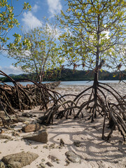 Red mangrove (rhizophora mucronata) plants and its aerial roots at low tide, Curieuse island, Seychelles