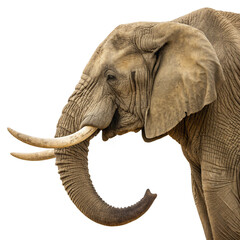 Obraz premium Majestic African elephants standing together, capturing the essence of wild nature and gentle giants with their powerful presence and endearing bond. 