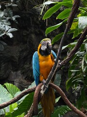 blue and yellow macaw