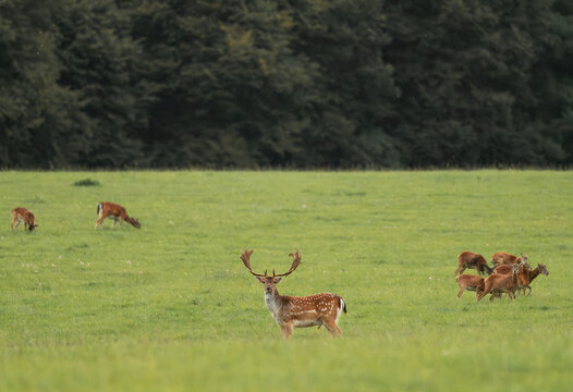 Beautiful park with many fallow deer at sunset - Powered by Adobe