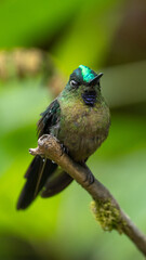 Close-up of a Green-crowned hummingbird resting on a branch in tropical Ecuadorian forest, vibrant feathers with green and purple details.