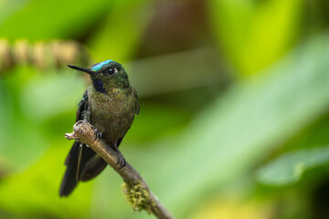 Close-up of a Green-crowned hummingbird perched on a branch, showing vibrant green and blue plumage in Ecuadorian tropical forest.