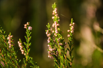 Close-up of blooming heather with soft pink flowers in natural sunlight. Vibrant green stems and blurred background create a warm, peaceful atmosphere.