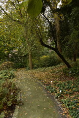 Végétation luxuriante en automne au Jardin Botanique d'Anvers (Antwerpen) 