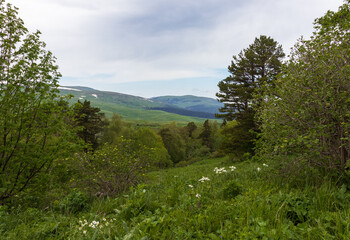 mountainous landscape in summer with flowering vegetation