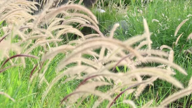 a type of ornamental grass, likely Purple Fountain Grass (Pennisetum setaceum), known for its feathery plume