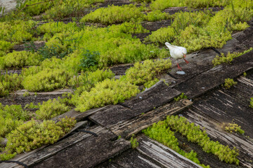 베트남 사파 여행