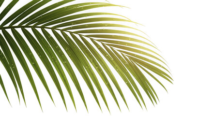 Obraz premium Palm leaf isolated on transparent background with sunlight and water drops