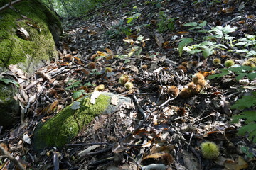 RICCI E CASTAGNE NEL BOSCO