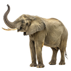 Obraz premium Majestic elephant with trunk raised in a powerful pose, showcasing its immense strength and regal presence for naturalistic projects. 
