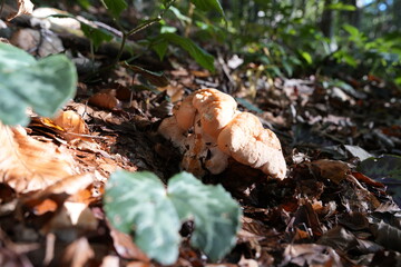 FUNGHI TRA LE FOGLIE DI CICLAMINO