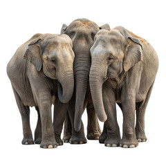 Obraz premium Magnificent trio of majestic elephants standing together showcasing their powerful presence and gentle nature in a compelling close up 