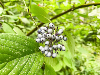 A cluster of berries on a leaf. The berries are white and have black spots.