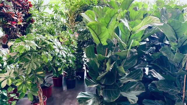 Lush green houseplants in a garden center
