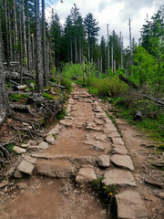 góry, trasa,ścieżka, kamienie, las, widoki, krajobraz,szczyt, choinki, zieleń, wyzwanie, zakopane,wspinaczka