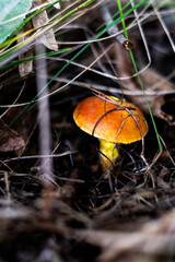 grzyby,jesień, las, liście, czerwony, muchomor, trawa, ściółka