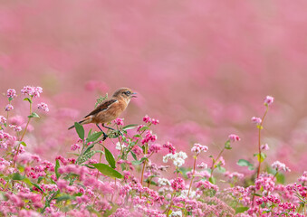 赤蕎麦の花とノビタキ