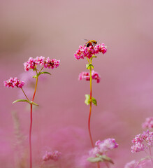 赤蕎麦の花とはち