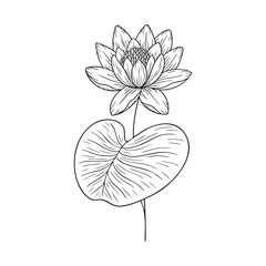 July birth flower water lily, line art vector, black and white botanical illustration, elegant floral sketch, minimalist outline drawing, hand drawn monochrome flower design, tattoo style