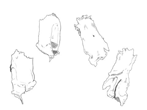 涙骨・鼻骨　Lacrimal bone and Nasal bone