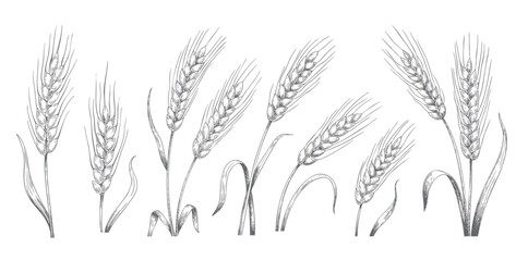 Engraved vintage cereal plants with classic linework. Vintage hand drawn cereal sketch for farm food label. Wheat or barley ears set.