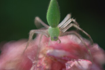 insecto, macro, ara&ntilde;a