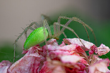 insecto, macro, ara&ntilde;a