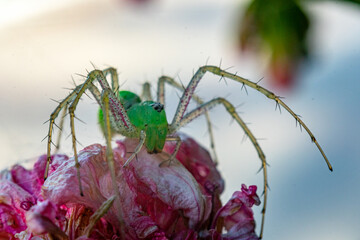 insecto, macro, araña
