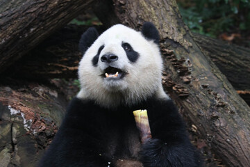 a portrait of sweet panda holding bamboo shoot, Chengdu, China