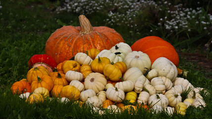 A composition of pumpkins of various sizes, shapes, and colors against a backdrop of green grass. The pumpkins are densely packed together. The photo is taken at eye level, close-up. 
