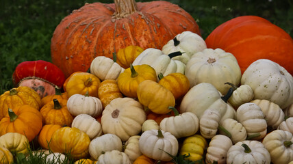A composition of pumpkins of various sizes, shapes, and colors against a backdrop of green grass. The pumpkins are densely packed together. The photo is taken at eye level, close-up. 
