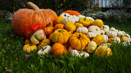 A composition of pumpkins of various sizes, shapes, and colors against a backdrop of green grass. The pumpkins are densely packed together. The photo is taken at eye level, close-up. 